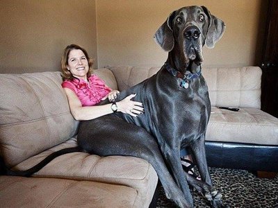 giant_george__world_s_biggest_dog_Master.jpg