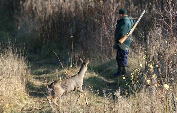 косуля.jpg