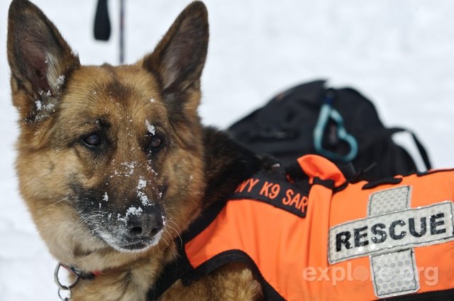 explore-ski-patrol-dog-2-137-1024x680.jpg