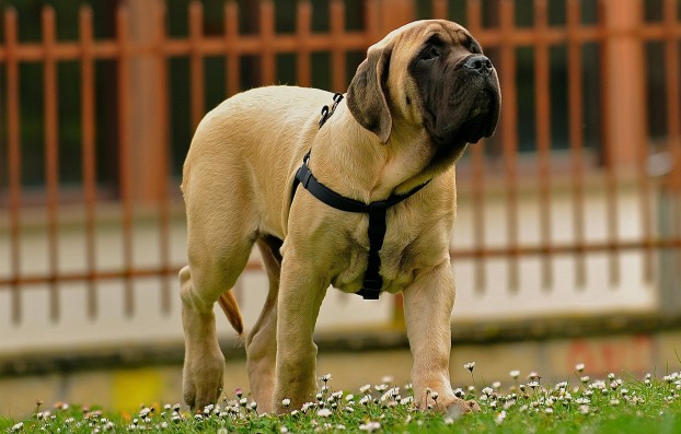Самая-крупная-порода-собак-в-мире-Английский-мастиф-622x397.jpg